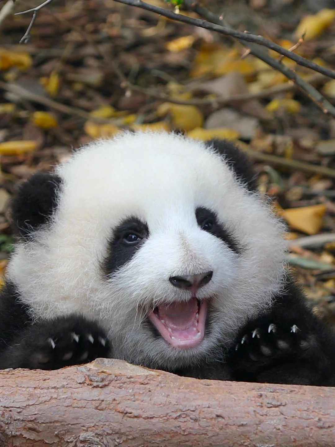 Panda en Chengdu